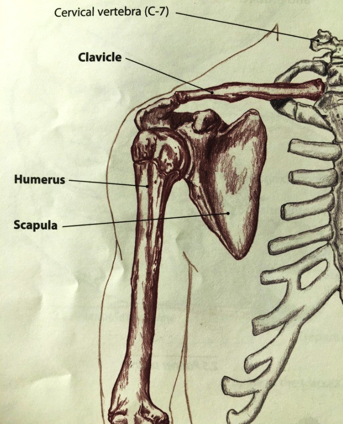 анатомия плеча1