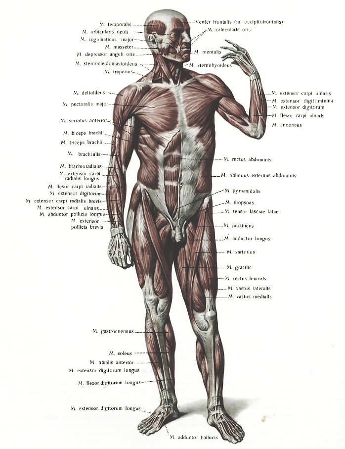 анатомия человека